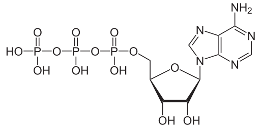 <b>Molécule d’ATP</b><div><i>Adenosintriphosphat_protoniert.svg par NEUROtiker propre travail, via Wikimédia Commons, domaine publique, https://commons.wikimedia.org/wiki/File:Adenosintriphosphat_protoniert.svg</i><br></div>