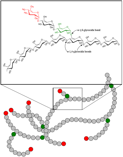 <b>Molécule de glycogène</b><div><i>702px-Glycogen.svg par GKFX talk 12h08, le 5 Septembre 2017 ( l ' UTC) via Wikimédia Commons, domaine publique, https://commons.wikimedia.org/wiki/File:Glycogen.svg</i><b><br></b></div>