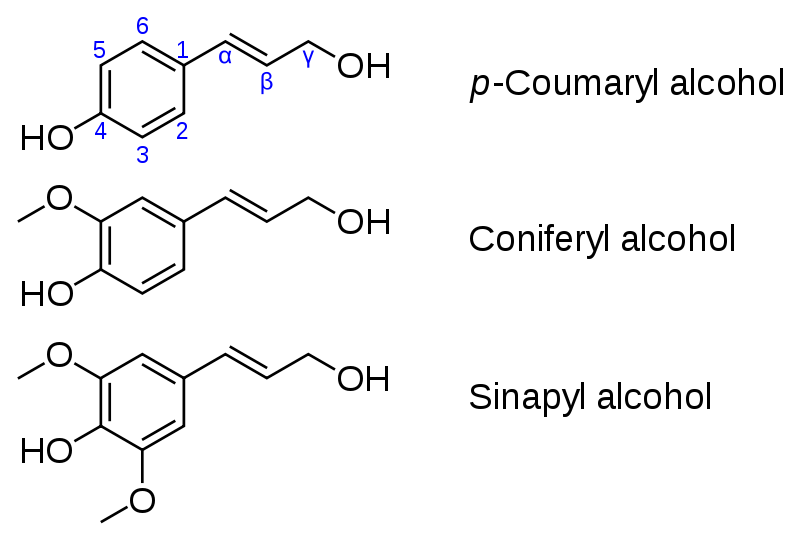 <b>Molécules de monolignols à l’origine des molécules de lignine</b><div><i>Monolignols.svg, par 
 Fvasconcellos 21:51, 4 janvier 2008 (UTC). Image: MonolignolStructure.jpg par Chino .
via Wikimedia commons, domaine publique, https://commons.wikimedia.org/wiki/File:Monolignols.svg&nbsp;</i><br></div>
