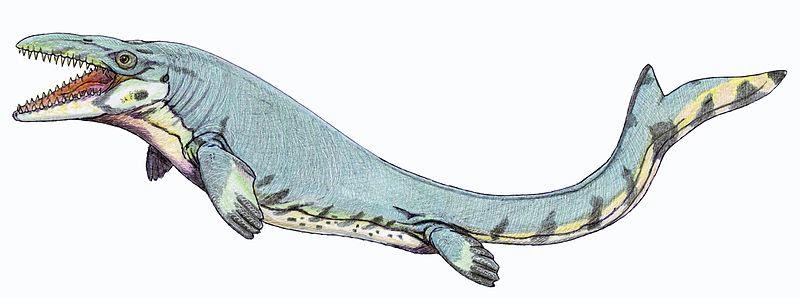 <b>Mosasaure</b><div><i>Mosasaurus beaugei1DB.jpg, Creator: Dmitry Bogdanov, via wikimedia commons, CC-BY-3.0, https://commons.wikimedia.org/wiki/File:Mosasaurus_beaugei1DB.jpg</i></div>
