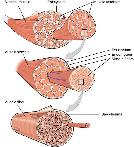 <b>Structure d’un muscle squelettique</b><div><i>1007_Muscle_Fibes_(large) par v via Wikimédia Commons,  CC-BY-4.0, https://commons.wikimedia.org/wiki/File:1007_Muscle_Fibes_(large).jpg</i><b><br></b></div>