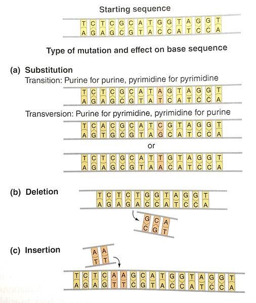 Mutations ponctuelles et leur effet sur l’ADN<div>Mutations ponctuelles et leur effet sur DNA.jpg, par Hullo97 via Wikimedia Commons, CC-BY-SA-4.0, https://commons.wikimedia.org/wiki/File:Point_mutations_and_their_effect_on_DNA.jpg<br></div>
