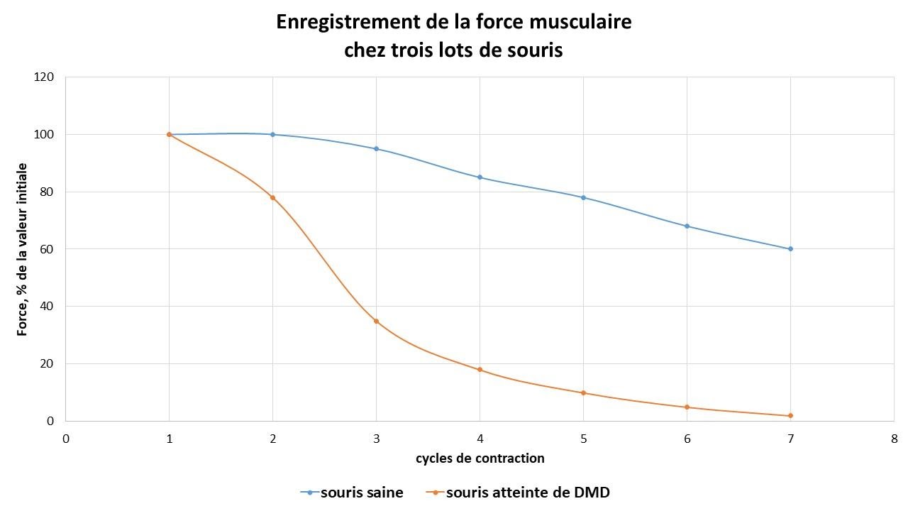 <b>Mesure de la force musculaire au fur et à mesure des cycles de contraction chez 2 lots de souris</b><div><i>©RS.2021</i><b><br></b></div>