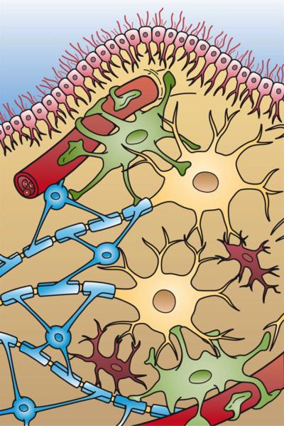 <b>Interactions entre cellules nerveuses et gliales</b><div><i>400px-Glial_Cell_Types, Artwork by Holly Fischer via Wikimédia Commons, CC-BY-3.0, https://commons.wikimedia.org/wiki/File:Glial_Cell_Types.png?uselang=fr</i><b><br></b></div>