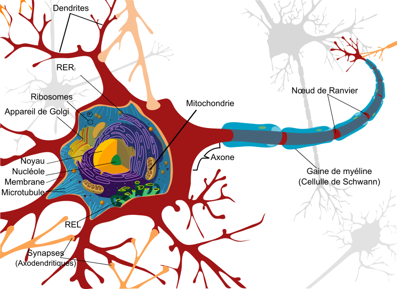 <b>Structure du corps cellulaire d’un neurone multipolaire</b><div><i>Diagramme complet de cellules neuronales fr.svg, par LadyofHats (original anglais); Berrucomons (traduction en français) via wikimedia commons, domaine publique, modifié par Sandra Rivière, https://commons.wikimedia.org/wiki/File:Complete_neuron_cell_diagram_fr.svg</i><b><br></b></div>