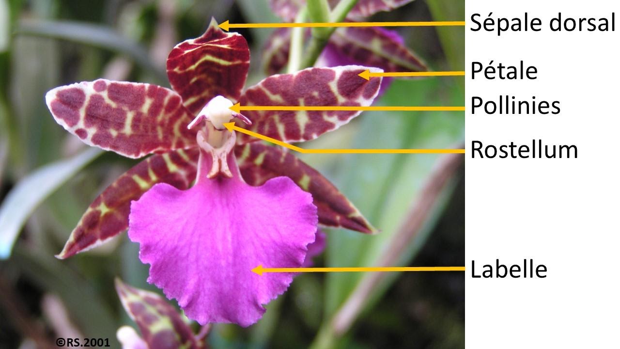 <b>Fleur d’orchidée</b>