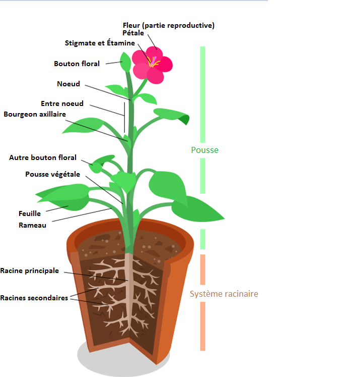 <b>Organisation générale d’une plante à fleurs</b><div><i>Schéma plante + fleur.png, par Fatlord , via Wikimedia commons,  CC-BY-SA-4.0, https://commons.wikimedia.org/wiki/File:Sch%C3%A9ma_plante_%2B_fleur.png</i><b><br></b></div>
