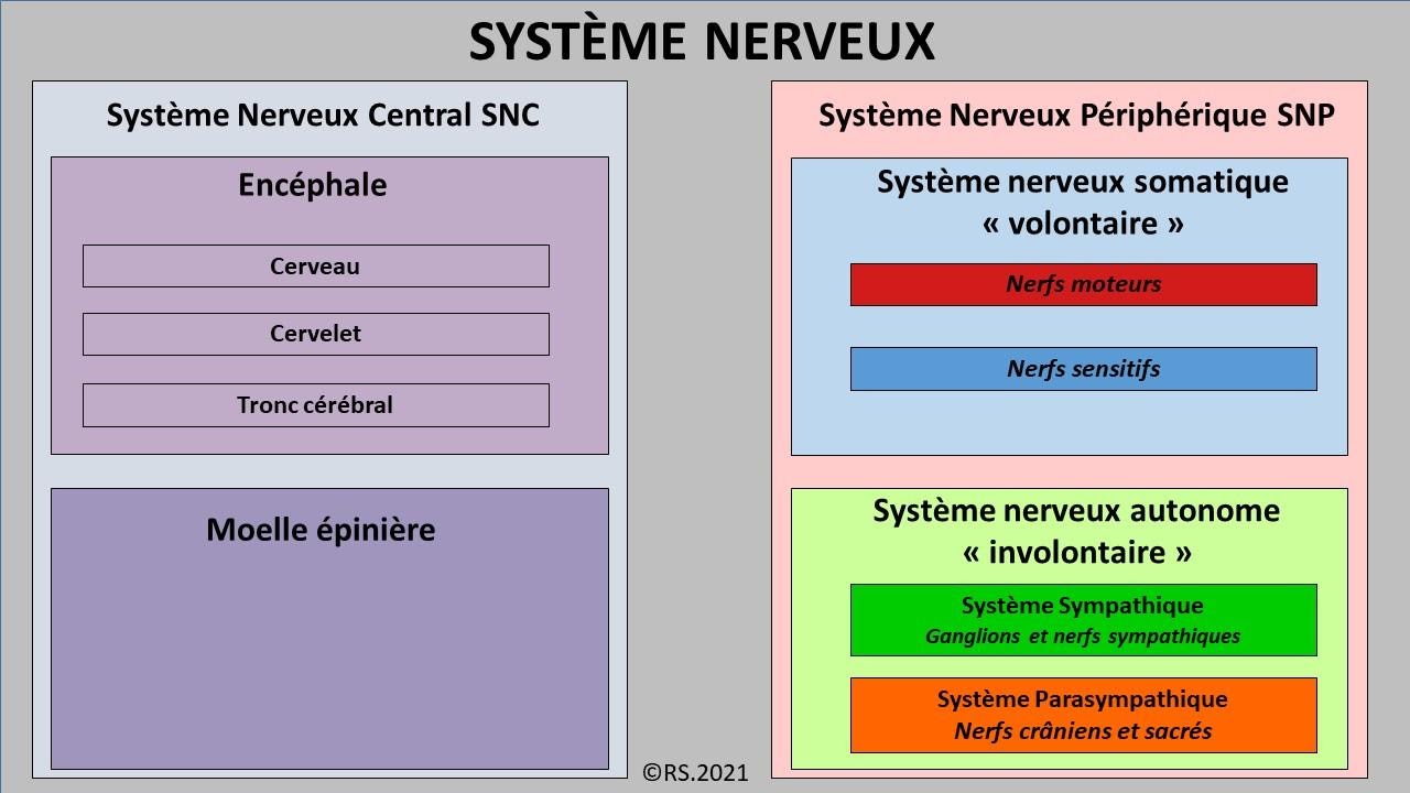 <b>Organisation du système nerveux</b>