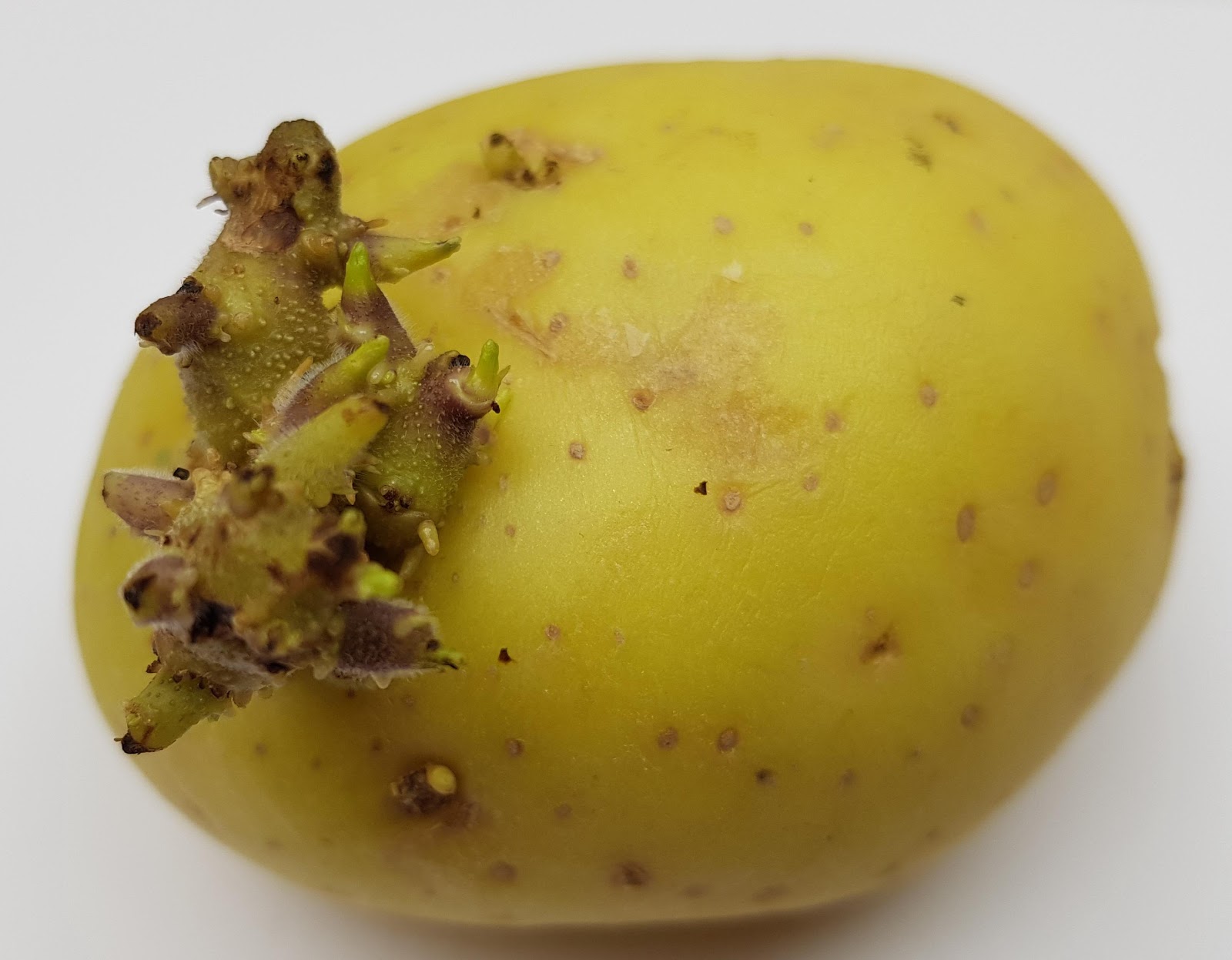 <b>Tubercule de pomme de terre germé</b><div><i>©RS.2020</i><b><br></b></div>