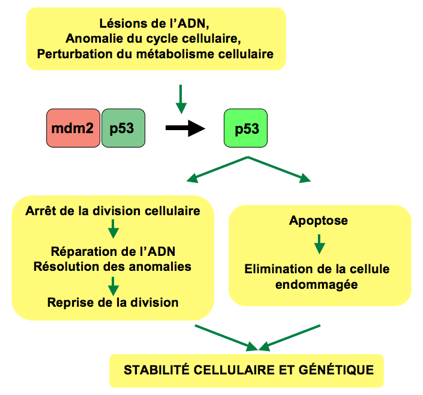 <b>Action de la protéine p53</b><div><i>P53 Pathway.png par Thierry Soussi via Wikimédia Commons, domaine publique,
 https://commons.wikimedia.org/wiki/File:P53_Pathway.png</i><b><br></b></div>