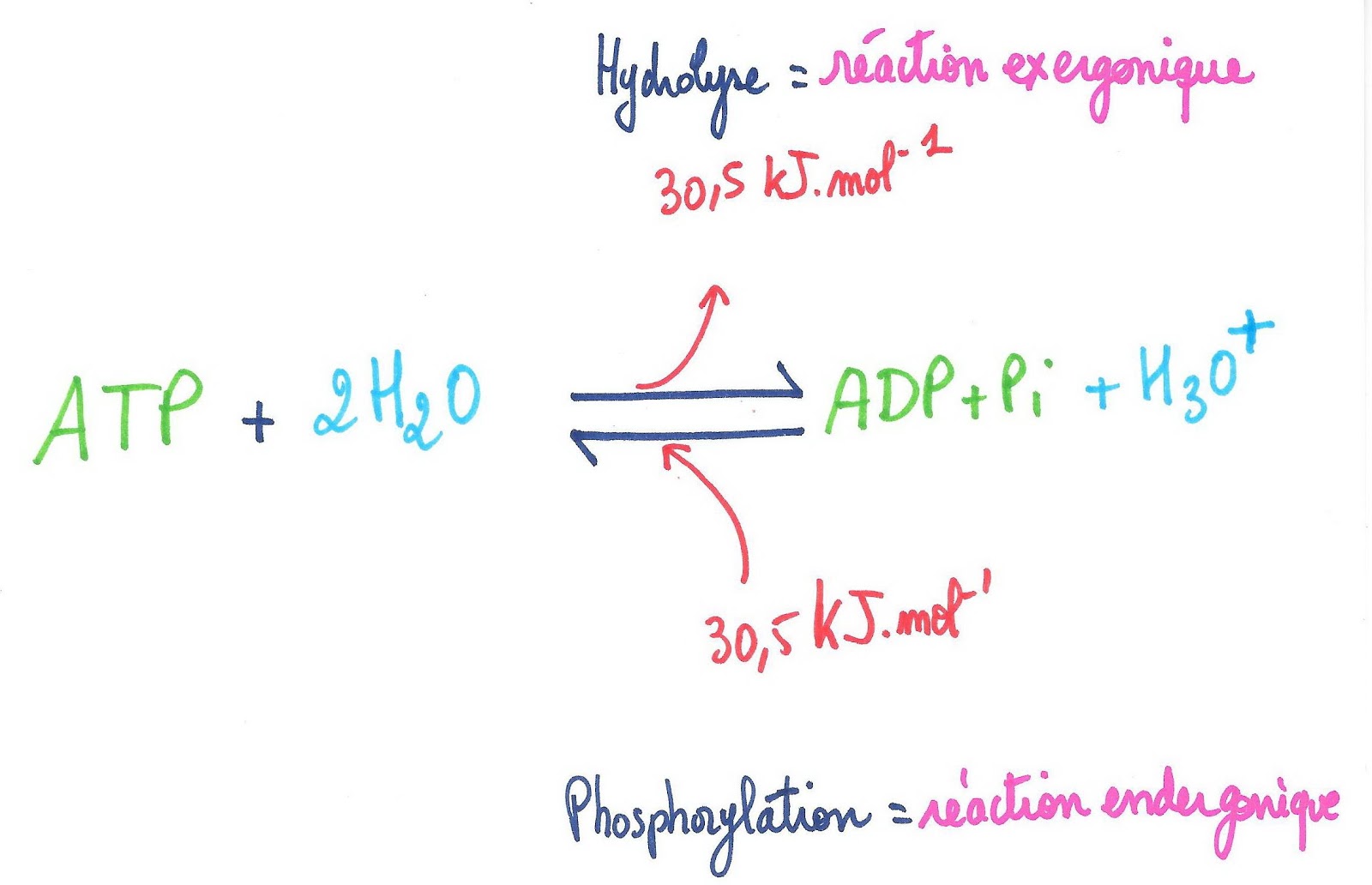 <b>Hydrolyse de l’ATP et Phosphorylation de l’ADP</b><div><i>©RS.2021</i><b><br></b></div>