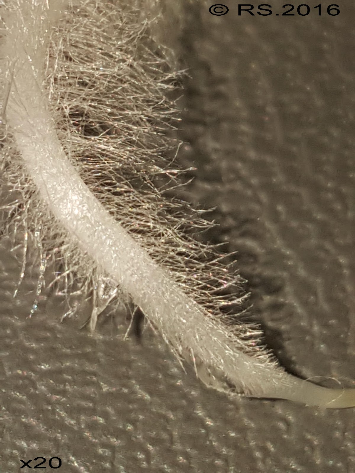 <b>Zone pilifère riche en poils absorbants à l’extrémité de la radicule de radis</b>
