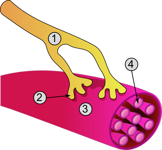 <b>Plaque motrice</b><div><i>Synapse_diag3, par Utilisateur: Dake, via Wikimédia Commons,   CC-BY-SA-3.0-migré, https://commons.wikimedia.org/wiki/File:Synapse_diag3.png</i><b><br></b></div>