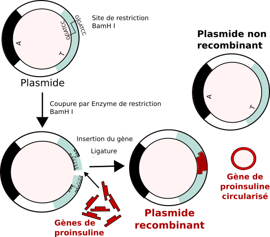 <b>Étapes de la recombinaison d’un plasmide</b><div><i>Formation recombinante de plasmids.svg, par Soupe minestrone sur Wikipédia anglais, via Wikimédia Commons,  CC-BY-SA-3.0-migré modifié par Sandra Rivière, https://commons.wikimedia.org/wiki/File:Recombinant_formation_of_plasmids.svg</i><b><br></b></div>