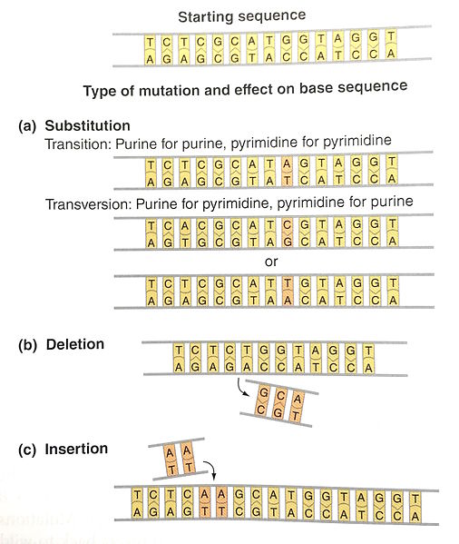 <b>Mutations ponctuelles et leur effet sur l’ADN</b><div><i>Mutations ponctuelles et leur effet sur DNA.jpg, par Hullo97 via Wikimedia Commons, CC-BY-SA-4.0, https://commons.wikimedia.org/wiki/File:Point_mutations_and_their_effect_on_DNA.jpg</i><b><br></b></div>
