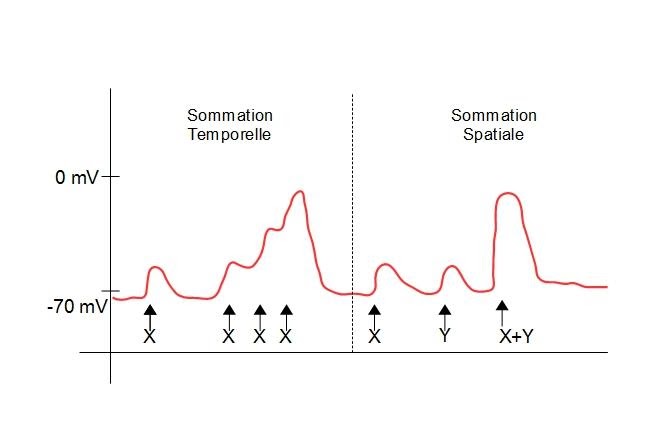 <b>Mesure de la polarisation de la membrane en cas de sommation temporelle et de sommation spatiale</b><div><i>Sommation_Potentiel_gradués, par v propre travail, via Wikimédia Commons,  CC-BY-SA-4.0, https://commons.wikimedia.org/wiki/File:Sommation_Potentiel_gradu%C3%A9s.jpg</i><b><br></b></div>