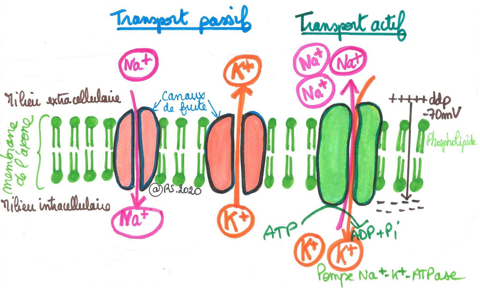 <b>Pompe Na-K ATP ase et différence de potentiel transmembranaire</b>