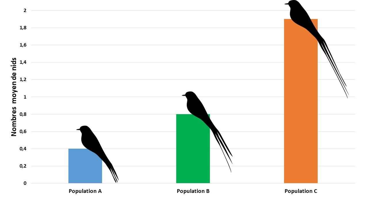 <b>Graphique indiquant le  nombre de nids actifs pour trois populations d’Euplectes après avoir rallongé artificiellement les plumes des queues des mâles de la population C</b><div><i>©RS.2020</i><b><br></b></div>