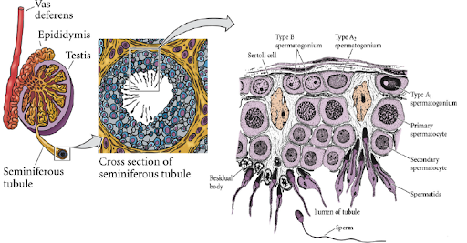 <b>Production de spermatozoïdes dans les tubes séminifères des testicules<br></b><i>Source : Túbulo seminifero.png par Gilbert Scott F., via Wikimédia commons,CC-BY-3.0 https://commons.wikimedia.org/wiki/File:T%C3%BAbulo_seminifero.png
</i>