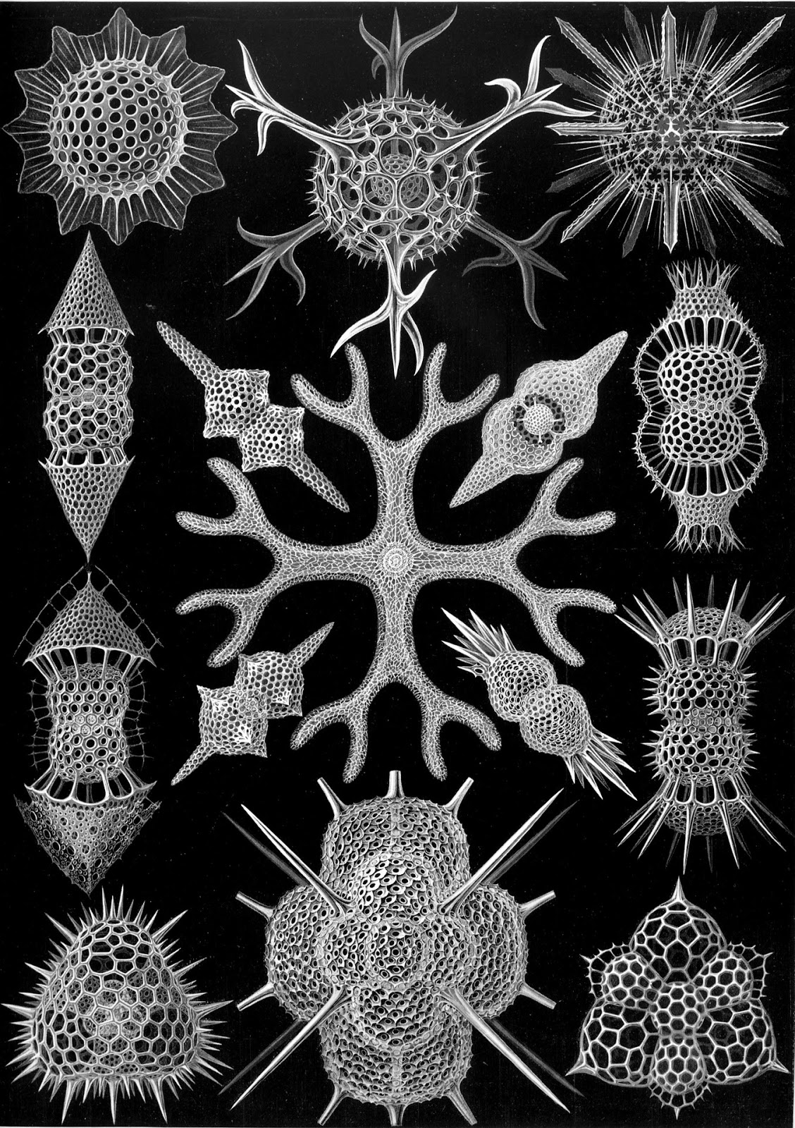 <b>Radiolaires</b><div><i>423px-Haeckel_Spumellariasingle-celled-organisms-63106_1920, Image par WikiImages de Pixabay , https://pixabay.com/fr/photos/organismes-unicellulaires-radiolaires-63106/&nbsp;&nbsp;</i><b><br></b></div>