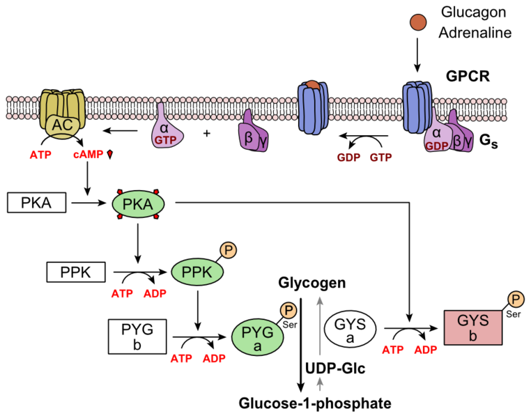 <b>Cascade de réactions suite à la fixation du glucagon sur son récepteur GPCR</b><div><i>762px-Glucagon_Pathway, par FrozenMan  propre travail, via Wikimédia Commons, CC-BY-SA-4.0 https://commons.wikimedia.org/wiki/File:Glucagon_Activation.png</i><b><br></b></div>