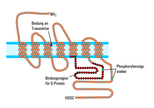 <b>Récepteurs muscarinique (M) d’une synapse cholinergique</b><div><i>G_Protein_rezeptor, par Peter Wolber propre travail, via Wikimédia Commons,  CC-BY-SA-3.0-migrated
  https://commons.wikimedia.org/wiki/File:G_Protein_rezeptor.png&nbsp;</i><b><br></b></div>