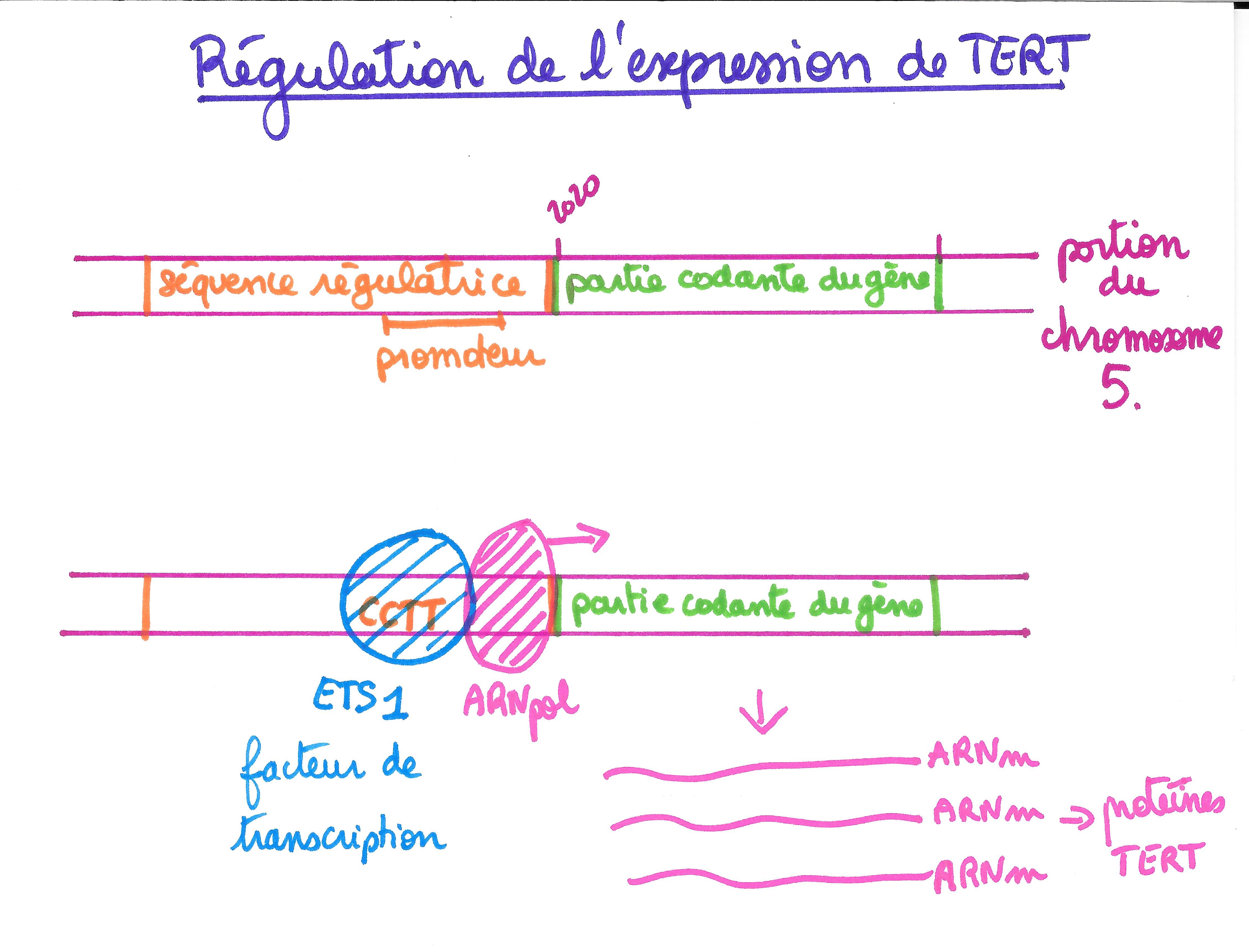 <b>Régulation du gène TERT</b>