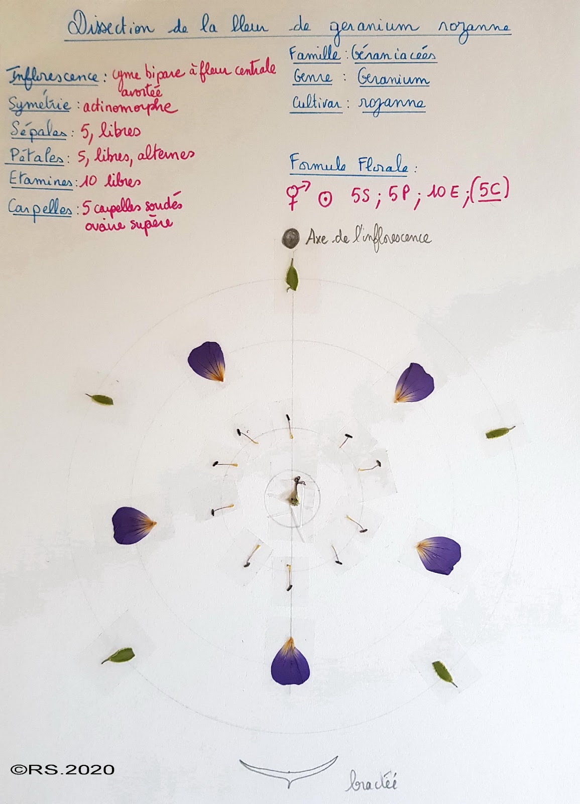 <b>Dissection de la fleur de géranium rozanne</b>