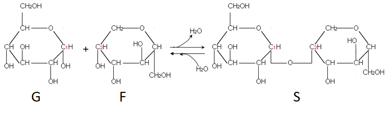 <b>Formation d’une molécule de saccharose</b><div><i>Formation du saccharose.PNG, par Belgarath007 via Wikimédia Commons, CC-BY-SA-3.0-migrated, https://commons.wikimedia.org/wiki/File:Formation_du_saccharose.PNG?uselang=fr</i><b><br></b></div>