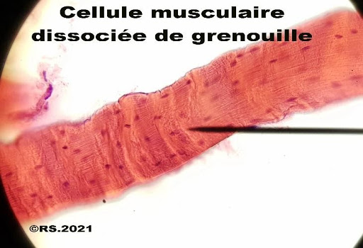 <b>Sarcomères d’une fibre musculaire de grenouille dissociée observée au microscope grossissement x400</b>