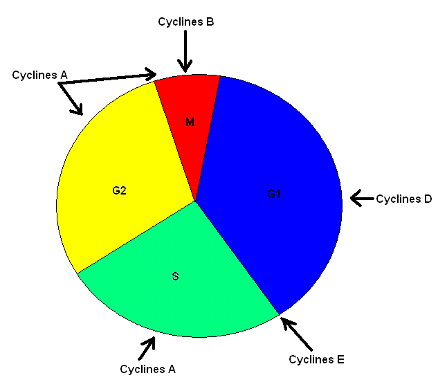 <b>Points de contrôle du cycle cellulaire</b><div><i>Schéma cycle cellulaire.GIF, par Valérie Villeneuve , via Wikimédia Commons, &nbsp;&nbsp; CC-BY-SA-3.0,2.5,2.0,1.0 ,
 https://commons.wikimedia.org/wiki/File:Sch%C3%A9ma_cycle_cellulaire.GIF</i><br></div>