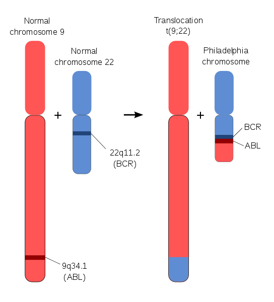 <b>Formation du chromosome Philadelphia</b><div><i>Schéma du chromosome de Philadelphie.svg, par Aryn89 via Wikimedia commons, CC-BY-SA-4.0 ,
 https://commons.wikimedia.org/wiki/File:Schematic_of_the_Philadelphia_Chromosome.svg</i><b><br></b></div>