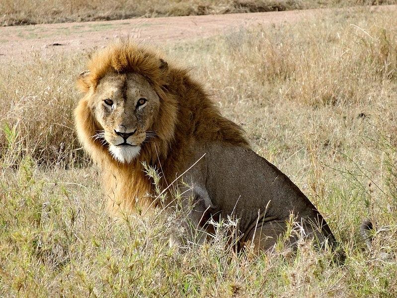 <b>Lion du parc du Serengeti</b><div><i>Lion in Serengeti protected area.jpg par Liondartois via Wikimedia commons,  CC-BY-SA-4.0, https://commons.wikimedia.org/wiki/File:Lion_in_Serengeti_protected_area.jpg?uselang=fr</i><b><br></b></div>