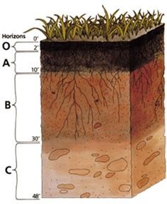 <b>Structure du sol<br></b><i>Source : Soil profile.jpg, auteur inconnu, http://soils.usda.gov/education/resources/lessons/profile/profile.jpg, permission PD-USGov-USDA</i>