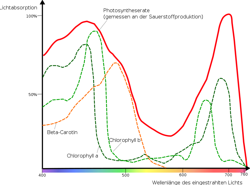<b>Comparaison des spectres d'absorption des pigments photosynthétiques (en pointillé) et d'action photosynthétique (en rouge)  d'un végétal en fonction de la longueur d’onde des radiations lumineuses reçues</b><div><i>Lichtabsorbtion eines buchenblattes.svg par Lanzi via Wikimédia Commons, domaine public, https://commons.wikimedia.org/wiki/File:Lichtabsorbtion_eines_buchenblattes.svg&nbsp; &nbsp;&nbsp;<b><br></b></i><div><b><br></b></div></div>
