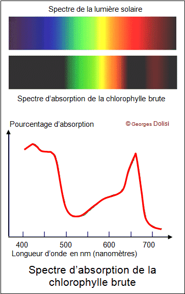 <b>Spectre d’absorption de la chlorophylle brute (mélange de pigments végétaux)</b><div><i>Spectre chlorophylle brute.gif p	ar Dolisi Georges via Wikimedia commons, CC-BY-SA-4.0, https://commons.wikimedia.org/wiki/File:Spectre_chlorophylle_brute.gif?uselang=fr</i><b><br></b></div>