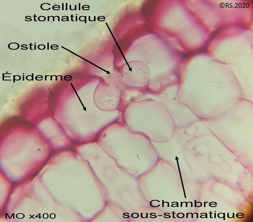 <b>Stomate observé en coupe au microscope optique Gx400</b>