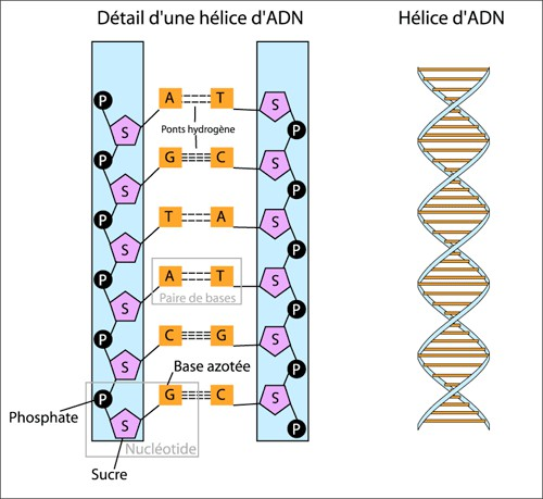 <b>Représentation de la molécule d’ADN</b><div><i>Structure ADN.png, par Pradana Aumars via Wikimédia Commons, CC-BY-SA-4.0, https://commons.wikimedia.org/wiki/File:Structure_ADN.png</i><b><br></b></div>