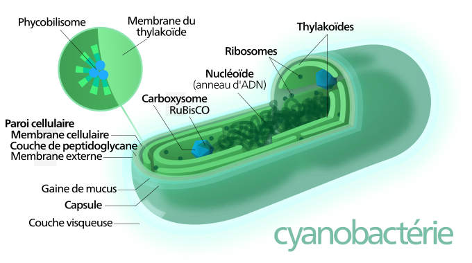 <b>Structure d’une cyanobactérie</b><div><i>Cyanobacterium-fr.svg par Kelvinsong via Wikimédia Commons,  CC-BY-SA-3.0, https://commons.wikimedia.org/wiki/File:Cyanobacterium-fr.svg</i><b><br></b></div>