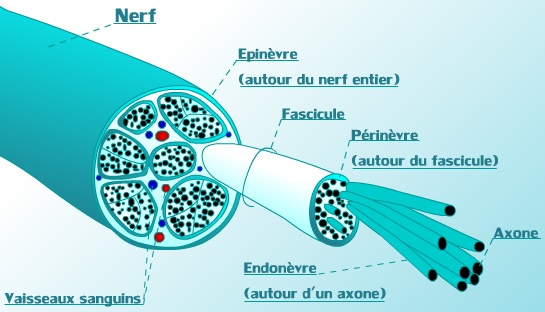 <b>Structure d’un nerf</b><div><i>Nerf detaillé..png, par v via Wikimedia commons,  CC-BY-3.0, https://commons.wikimedia.org/wiki/File:Nerf_detaill%C3%A9..png</i><b><br></b></div>