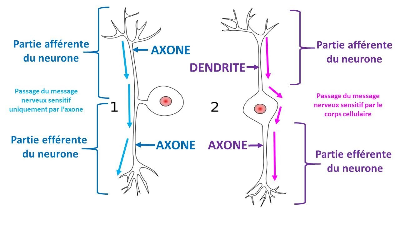 <b>Comparaison de la structure d’un neurone en T (n°1) et d’un neurone bipolaire (n°2)</b><div><i>488px-Pseudounipolar_bipolar_neurons.svg, par Juoj8 via Wikimédia Commons, CC-BY-SA-3.0, modifié par Sandra Rivière, https://commons.wikimedia.org/wiki/File:Pseudounipolar_bipolar_neurons.svg</i><b><br></b></div>