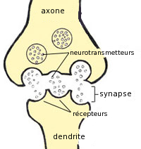 <b>Structure et fonctionnement simplifiés d’une synapse</b><div><i>Synapse par Gouvernement des États-Unis, domaine public, via Wikimédia Commons, https://commons.wikimedia.org/wiki/File:Synapse.png</i><b><br></b></div>