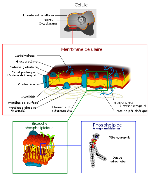<b>  Structure de la membrane plasmique</b><div><i>Cell membrane detailed diagram 4-FR.svg derivative work: Dosto (d), Cell_membrane_detailed_diagram_4.svg: *derivative work: Dhatfield (talk), Cell_membrane_detailed_diagram_3.svg: *derivative work: Dhatfield (talk, Cell_membrane_detailed_diagram.svg: LadyofHats Mariana Ruiz, via Wikimédia Commons, CC-BY-SA-3.0, https://commons.wikimedia.org/wiki/File:Cell_membrane_detailed_diagram_4-FR.svg?uselang=fr</i><b><br></b></div>