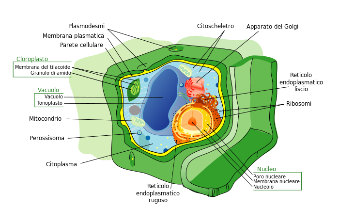<b>Structure d’une cellule eucaryote végétale</b><div><i>Struttura della cellula vegetale.svg par L'édition de Gia.cossa de l'original par Mariana Ruiz LadyofHats via wikimédia commons, domaine public, https://commons.wikimedia.org/wiki/File:Struttura_della_cellula_vegetale.svg&nbsp;&nbsp;<b><br></b></i><div><b><br></b></div></div>