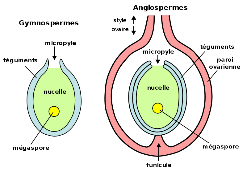 <b>Structure de l’ovule </b><div><i>Ovule-Gymno-Angio-fr.svg par v via Wikimedia commons, Domaine publique, https://commons.wikimedia.org/wiki/File:Ovule-Gymno-Angio-fr.svg</i><b><br></b></div>
