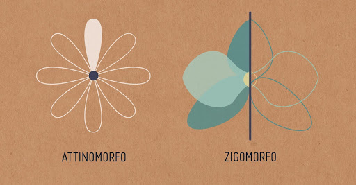 <b>Symétries de la fleur</b><div><i>Attinomorfo e Zigomorfo.jpg, par Borgetti N., Isocrono D. (DISAFA), via Wikimédia Commons,  CC-BY-SA-4.0, https://commons.wikimedia.org/wiki/File:Attinomorfo_e_Zigomorfo.jpg</i><b><br></b></div>