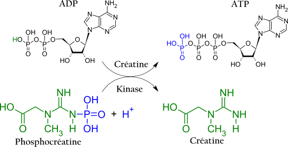 <b>Synthèse d’ATP à partir de phosphocréatine</b><div><i>950px-Creatine_kinase_reaction.svg, par J3D3, propre travail, via Wikimédia Commons,  CC-BY-SA-4.0, modifiée par Sandra Rivière, https://commons.wikimedia.org/wiki/File:Creatine_kinase_reaction.svg</i><b><br></b></div>