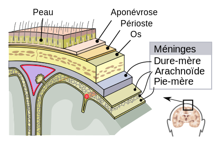<b>Système de protection du cerveau</b><div><i>Meninges-fr.svg, par Jmarchn, propre travail, via Wikimedia commons, CC-BY-SA-3.0, https://commons.wikimedia.org/wiki/File:Meninges-fr.svg</i><b><br></b></div>