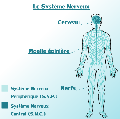 <b>Le système nerveux chez l’Homme</b><div><i>Systeme Nerveux Central &amp; Peripherique du corps Humain..png par Dailly Anthony, propre travail, via Wikimédia Commons, https://commons.wikimedia.org/wiki/File:Systeme_Nerveux_Central_%26_Peripherique_du_corps_Humain..png</i><b><br></b></div>