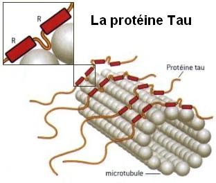 <b>Protéine Tau en position sur un microtubule</b><div><i>ProteineTau par , par Zwarck,  Via Wikimédia Commons, CC-BY-SA-2.5, https://commons.wikimedia.org/wiki/File:ProteineTau.jpg</i><b><br></b></div>